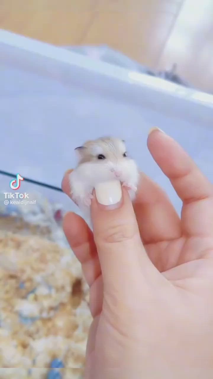 a cute little hamster is being held in a person's palm. the hamster is white and fluffy and is looking at the camera. the person's hand is soft and smooth, and the hamster looks very comfortable being held. the background is blurred and out of focus.  the person's hand is white with pink toned fingernails. the hamster is sitting on the thumb and the index finger. the hamster looks small in the person's hand.