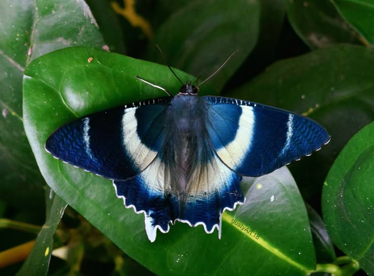 a blue and white butterfly rests on a green leaf, its wings spread wide, in a closeup shot.