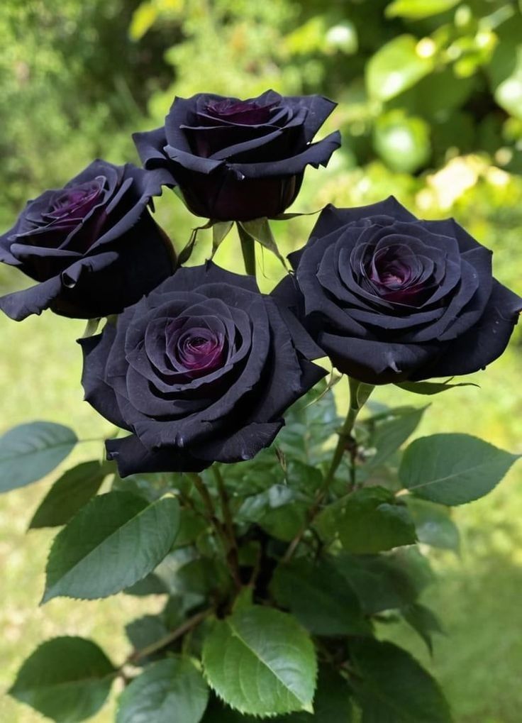 the image shows a cluster of four dark, almost black roses in full bloom. the roses have a deep, velvety texture and a hint of dark purple in the center. they are surrounded by green leaves and the background is a soft, blurred green, suggesting a garden setting.
