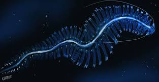 a digitally illustrated bioluminescent sea creature resembling a centipede with glowing blue segments traverses a dark blue underwater environment.  the creature emits a thin, bright blue trail of bioluminescence as it moves.  the background features specks of light, suggesting the presence of other organisms in the deep sea.