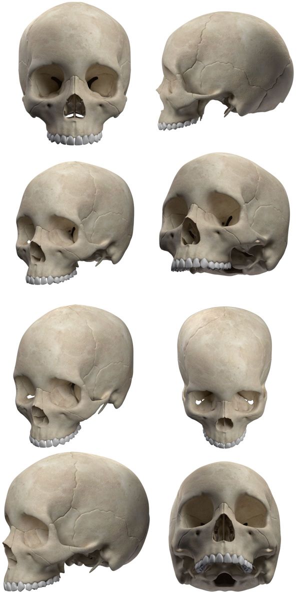 the image shows a collection of anatomical skulls in various orientations. there are eight skulls presented in a 4x2 grid, each offering a different perspective of the skull. some are shown from the front, while others are viewed from the side and at angles, displaying the complex structure and features of the human skull.