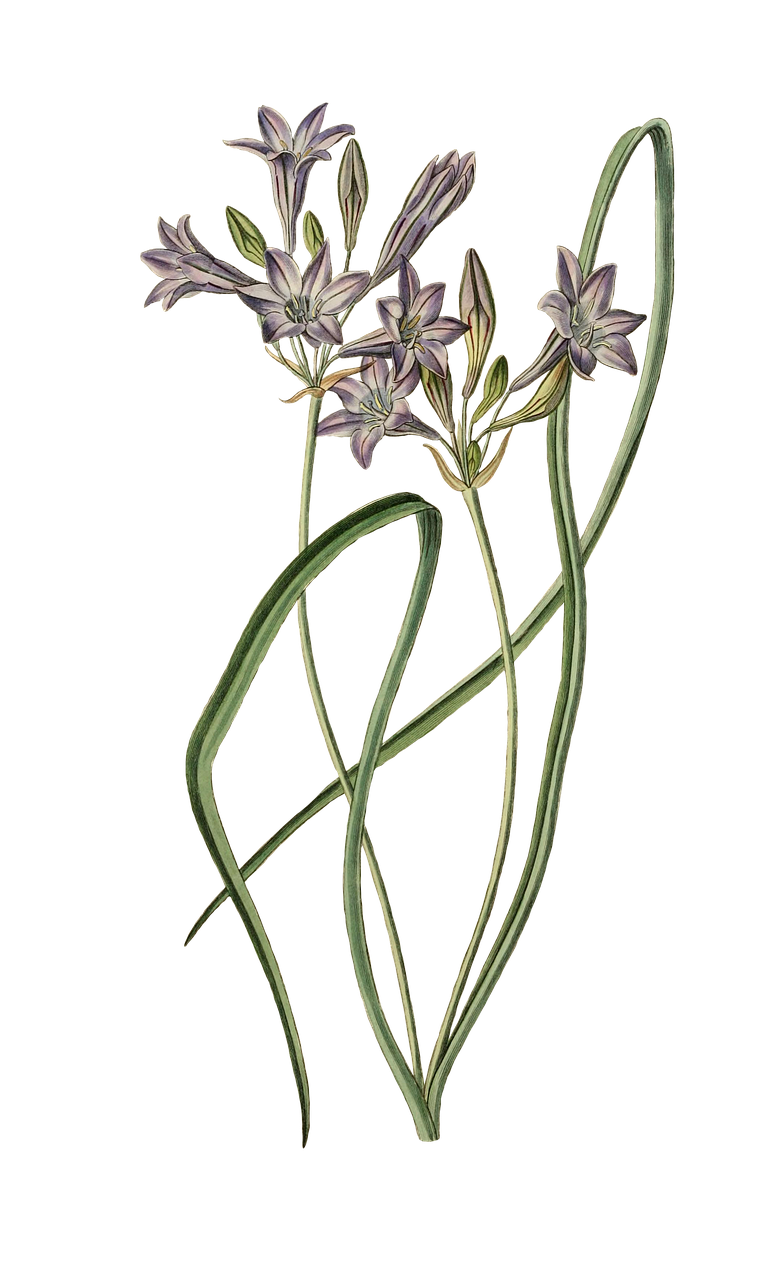 the image is a botanical illustration of agapanthus flowers. the flowers are light purple with darker purple stripes on the petals. there are several buds that have not yet opened. the stems are long and thin, and the leaves are green and straplike. the background is black.