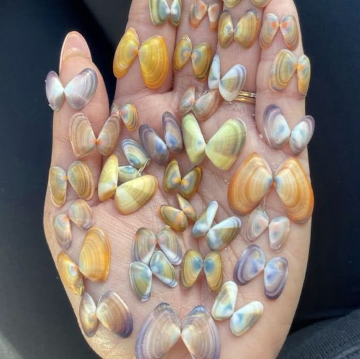 a hand is filled with a variety of colorful butterfly shells. the shells are arranged on the palm and fingers. the hand also has a ring on it.