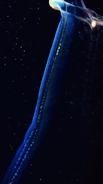 a closeup of a blue, transparent, bioluminescent creature with glowing features swimming through dark, deep ocean water. the creature is slightly out of focus and the background is blurry, creating a sense of mystery and depth. the image has a mystical and ethereal feel, reminiscent of the magic of the deep sea.