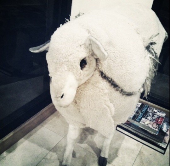 a closeup shot of a white fluffy lamb plush toy. the lamb is lying on its side with its head turned to the right. the lamb's fur is soft and cuddly, and its eyes are closed. the lamb is on a light gray background, and there is a book in the background.