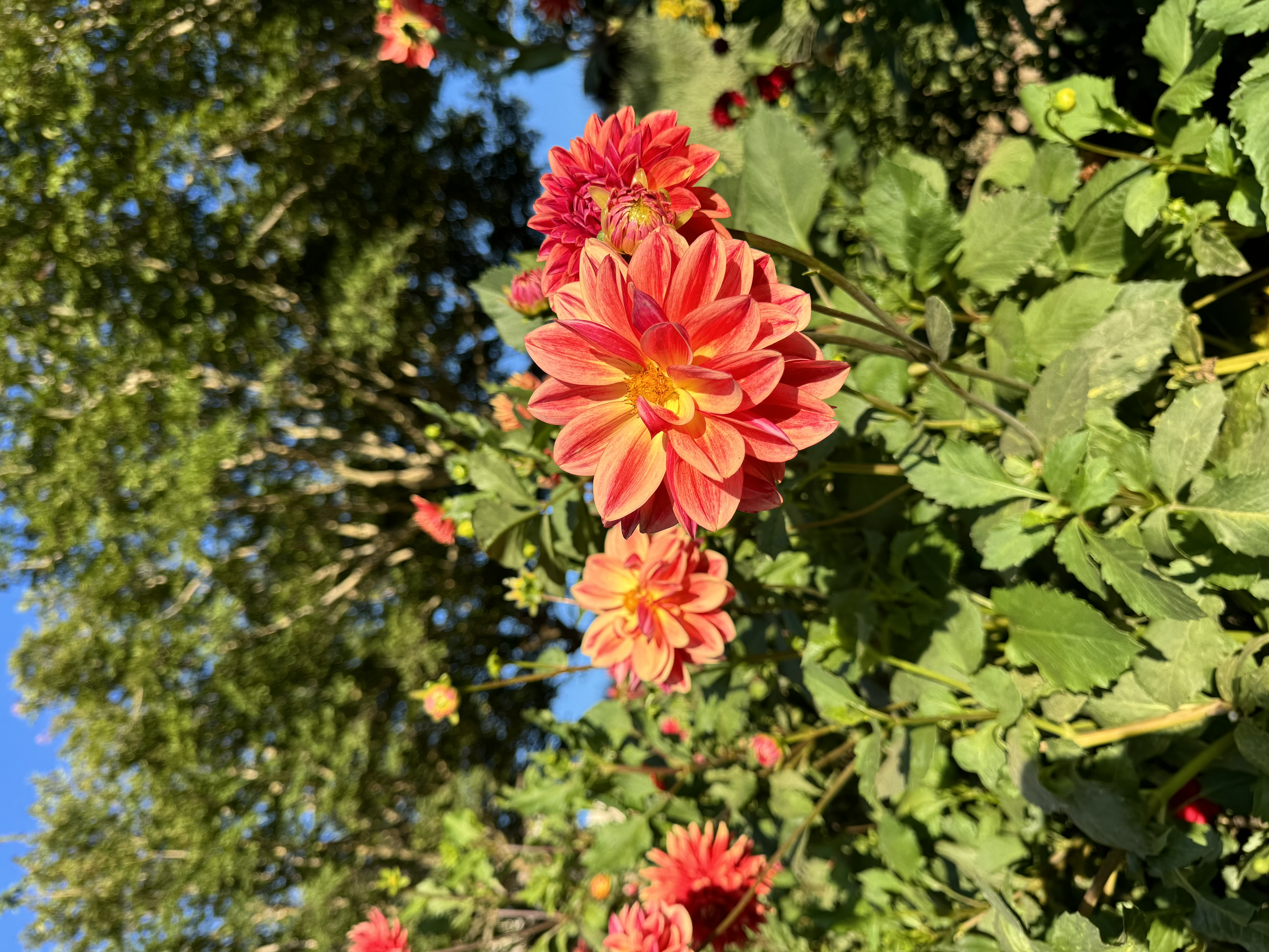 the image shows a closeup view of vibrant orange and yellow dahlia flowers in full bloom, set against a backdrop of lush green foliage and tall trees. the flowers are brightly lit by natural sunlight, creating a cheerful and lively atmosphere. the perspective is from eye level, giving the viewer an immersive feel of being within the garden or park setting.