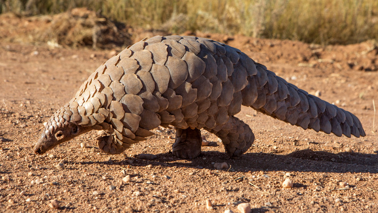 a pangolin walking across a dirt and gravel path. the pangolin is facing left and slightly hunched over. it has large overlapping scales covering its body. the surrounding environment appears to be a dry, desertlike landscape with some vegetation in the background.