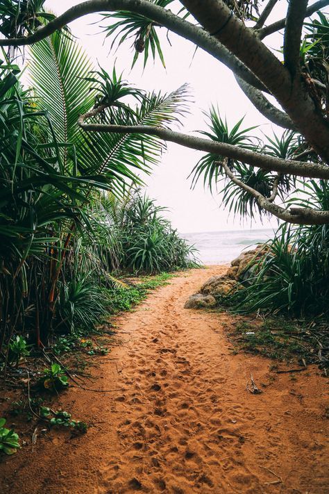 a narrow dirt path cuts through lush tropical foliage, leading towards a sundrenched beach. the path is flanked by vibrant green palm trees and other exotic plants, creating a sense of hidden paradise. the bright blue ocean glistens in the distance, beckoning the viewer to explore further. the warm sunlight bathes the scene in a tranquil glow, inviting peace and relaxation.