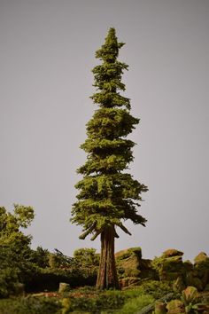 the image shows a miniature redwood tree positioned in a model forest setting.  the tree is crafted with realistic detail, featuring a tall, slender trunk and dense foliage.  the surrounding environment consists of miniature trees, shrubs, and rocks, creating a lush and verdant woodland scene.