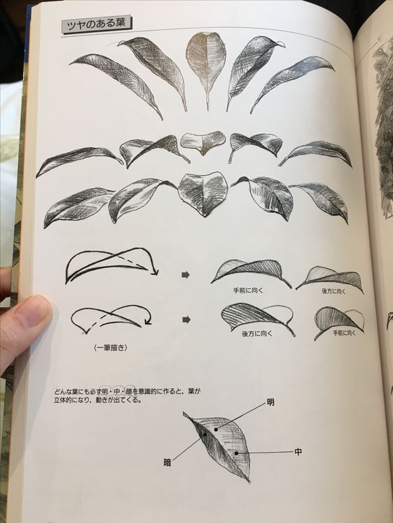 a page from a japanese drawing book featuring a tutorial on drawing glossy leaves. the page shows various angles and perspectives of leaves, along with arrows and labels indicating shading techniques and the direction of light. the tutorial emphasizes the importance of creating distinct light, midtone, and dark areas to achieve a threedimensional effect.