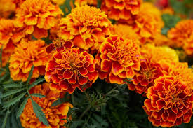 this is an image of several bright orange marigolds. they are in full bloom and appear to be growing in a garden.