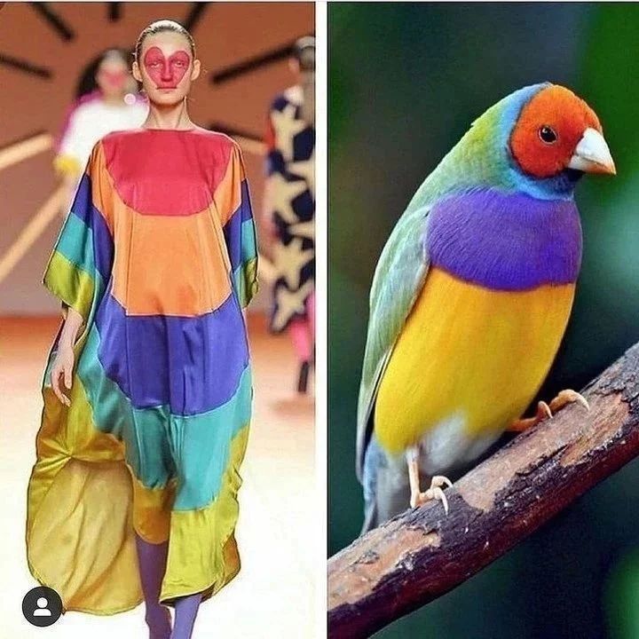 the image is a split image. on the left is a woman wearing a colorful dress made up of rainbow colors. the dress is very loose fitting and flowing. she has a heart shaped makeup design over her eyes. the background is blurred. on the right is a colorful bird with a bright yellow chest, purple back, green wings, and orange face perched on a branch. it's an interesting mix of human and animal. the bright and vibrant colors are pleasing to the eye.