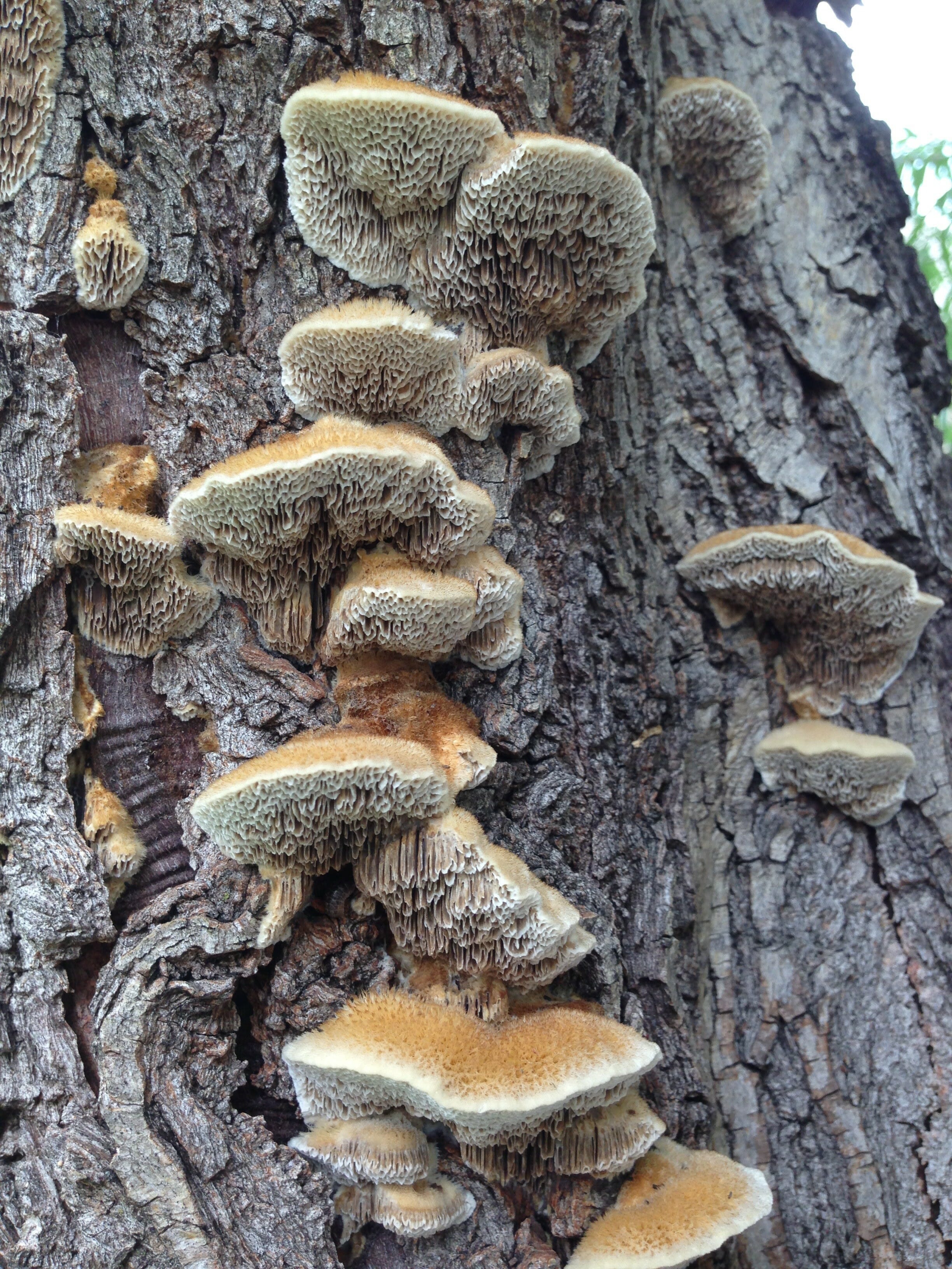 a closeup of a tree trunk covered in a variety of mushrooms. the mushrooms are a mix of brown, orange, and white colors, and they are growing in clusters on the bark. the texture of the bark is rough and textured, and the image captures the beauty of nature in detail.