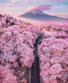 an aerial view of a lush forest of cherry blossom trees with a mountain in the background. the trees are in full bloom, and the flowers are a vibrant pink. the mountain is covered in snow and is a stunning sight. the forest is a beautiful and peaceful place, and the view is breathtaking.
