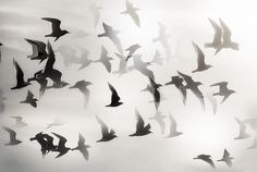 the image shows a flock of birds in silhouette against a light, hazy sky. the birds are flying in various directions, creating a sense of movement and freedom. the monochrome palette adds to the dreamy and ethereal quality of the scene.