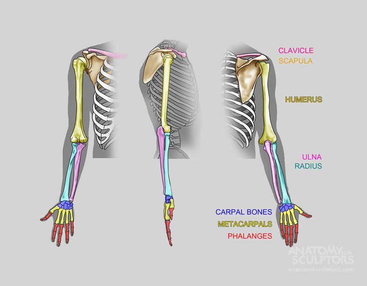 the image is a medical illustration showing the bones of the human arm and hand. the bones are labeled with their anatomical names. the background is plain gray.