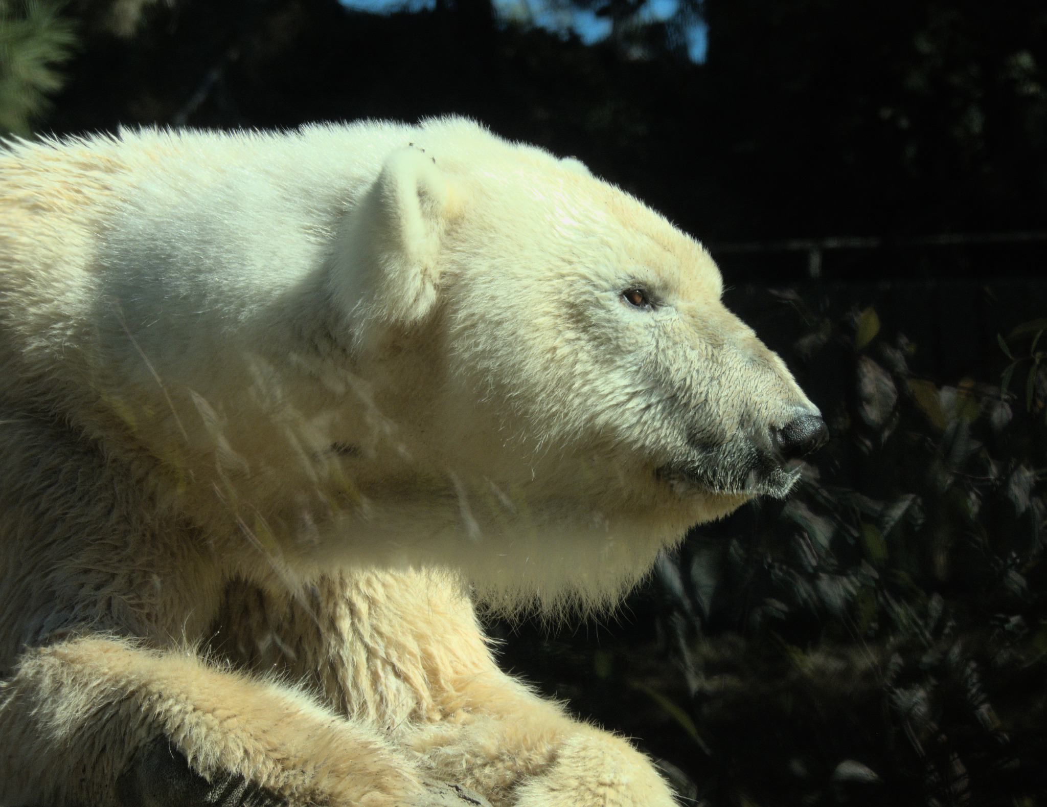 a closeup side profile shot of a polar bear (ursus maritimus). the bear's face and upper body are visible, showcasing its thick, white fur. the background is dark, with blurred foliage suggesting a zoo enclosure or natural habitat.  the lighting is primarily natural, with sunlight illuminating the bear's fur, creating contrasts with the shadows in the background. the overall mood is serene, focusing on the animal's detailed features.  the bear appears calm, possibly resting or observing its surroundings.