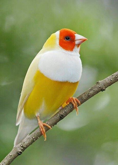 a yellow and white finch with an orange head is perched on a branch with a blurred green background. the bird's beak is open slightly, and its eyes are black. the bird's plumage is very detailed, and its feathers are welldefined. the bird looks alert and active. the branch is brown and weathered. the green background is out of focus, which helps to highlight the bird.