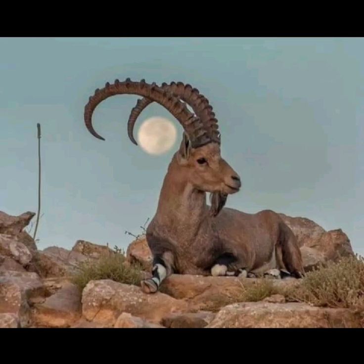 a wild ibex, a type of mountain goat, sits on a rocky mountain slope against a blue sky. the ibex has large, curved horns and is looking to the right of the image. the sun is shining brightly, and the moon is visible in the sky. the ibex's fur is brown and white, and its hooves are visible.