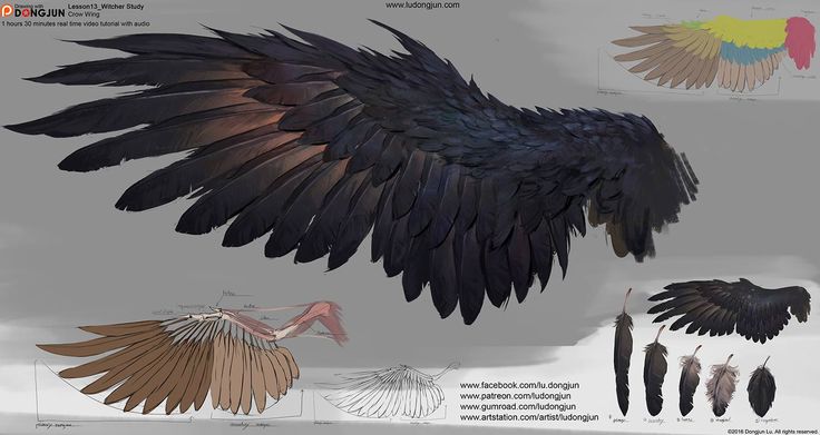 his image is a digital painting tutorial of a crow wing. the image shows various stages of the painting process, from a basic color study to the final, highly detailed rendering.  there are multiple views of the wing, including a study showing the underlying skeletal and muscle structure, different feather arrangements, and individual feather studies.  the artist's website and social media links are also included.  the overall style is realistic and detailed, aiming for accuracy in the depiction of the wing's structure and plumage.