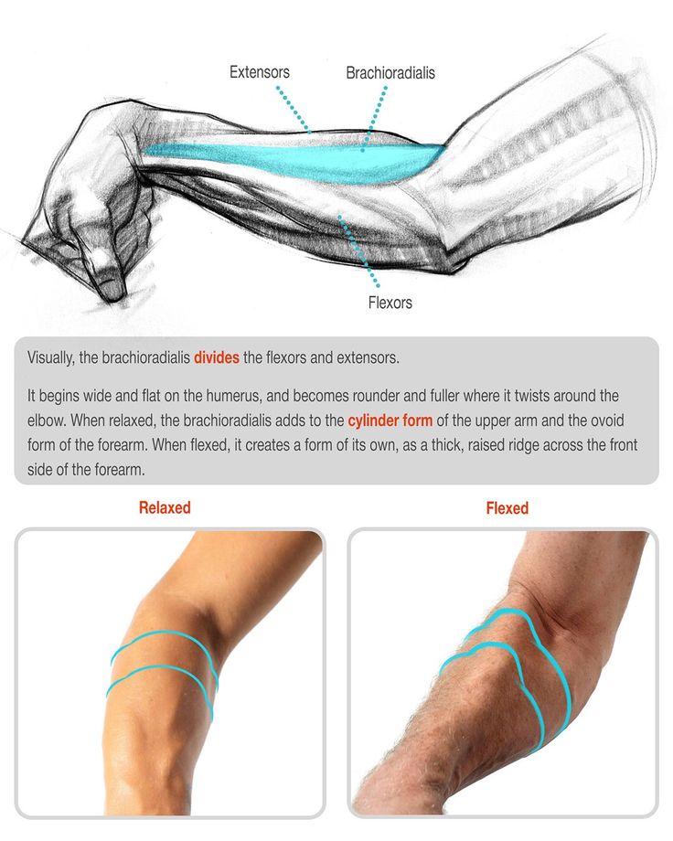 the image shows a drawing of an arm with the brachioradialis muscle highlighted in blue. the text describes the location and function of the brachioradialis muscle, noting that it divides the flexors and extensors of the forearm. the image also includes two photographs of a real arm, one relaxed and one flexed, to illustrate how the appearance of the brachioradialis muscle changes with movement.