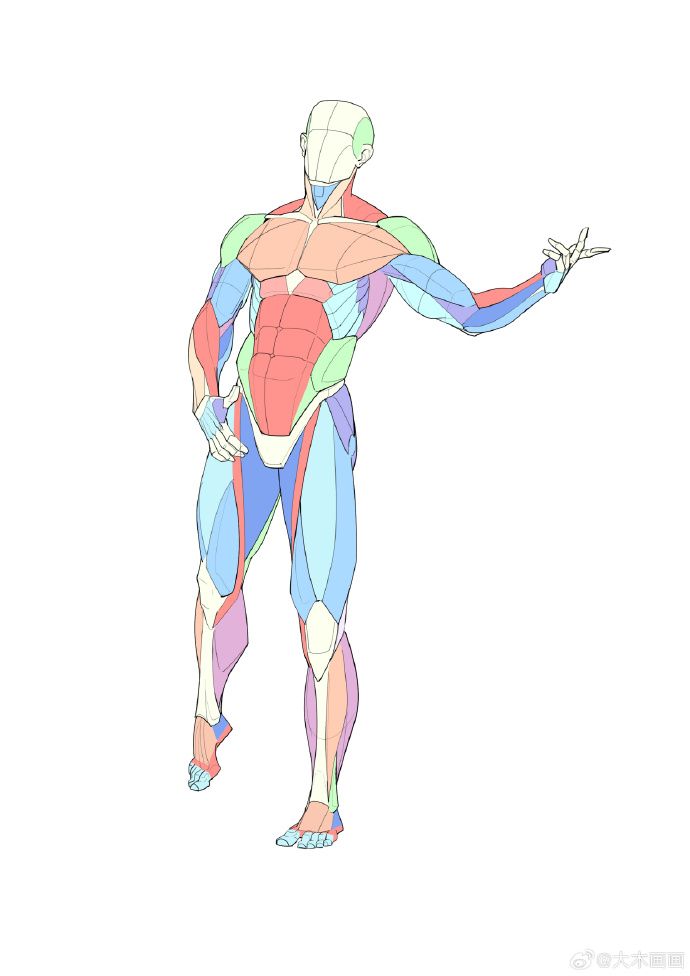 the image showcases a stylized anatomical drawing of a male figure. the figure is depicted in a relaxed pose, with one arm extended outward. the muscles are highlighted with various pastel colors, providing a clear and simplified representation of the underlying muscular structure. the style is clean and simple, making it easy to understand and suitable for art reference or study purposes. the overall aesthetic is light and airy due to the color palette.