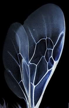 a closeup macro shot of an insect wing, revealing its delicate and intricate structure. the wing is transparent, with a fine network of veins and patterns, and appears to be illuminated from behind, creating a striking contrast against the black background. the image highlights the beauty and complexity of nature's designs at the microscopic level.