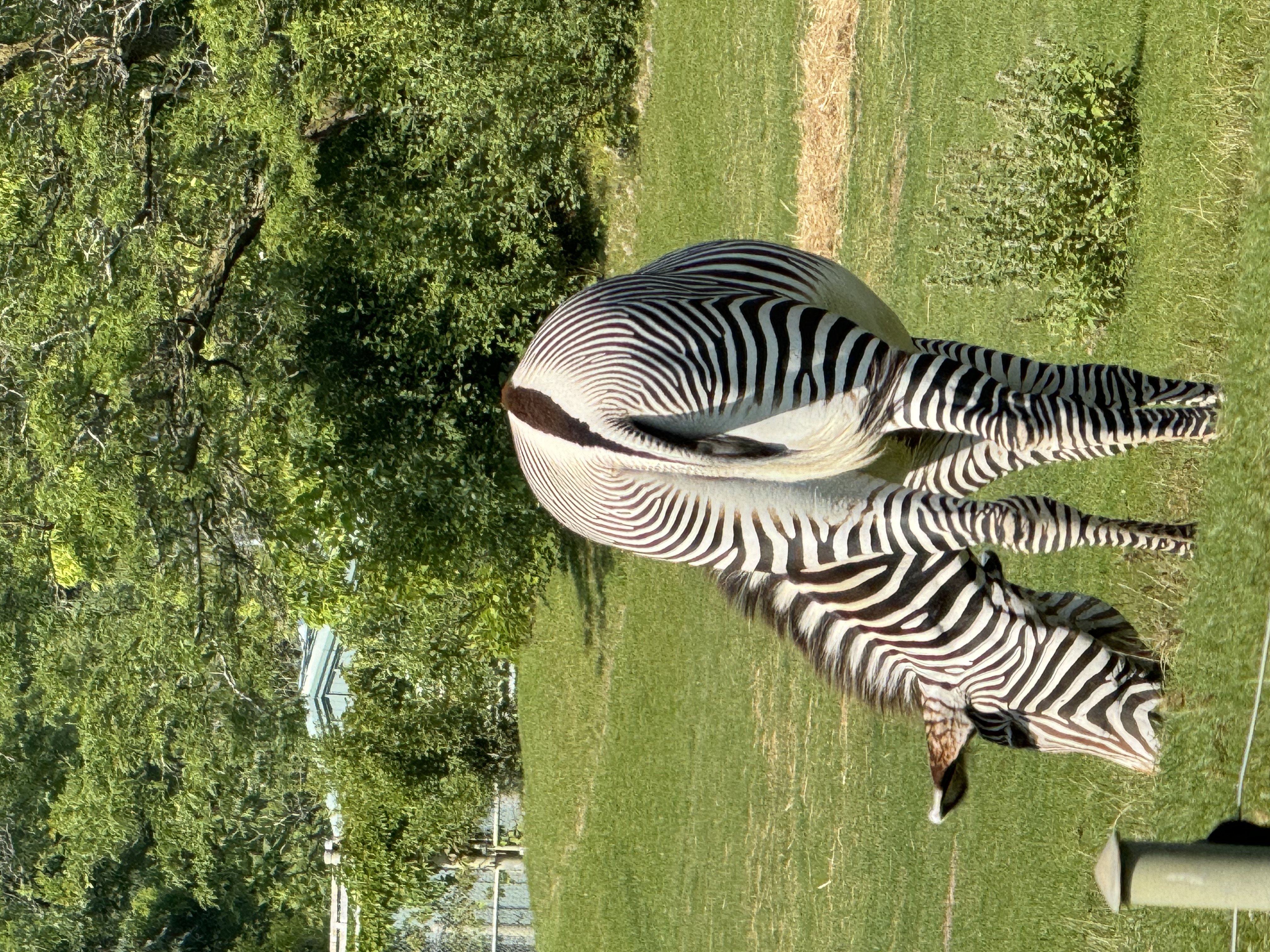 a zebra is standing on a grassy field with its head down, grazing. its distinct black and white stripes are clearly visible. the background consists of lush green trees, suggesting a zoo environment.  the lighting is bright and sunny, indicating a clear day. the image is captured from an eyelevel perspective, giving a natural view of the animal.