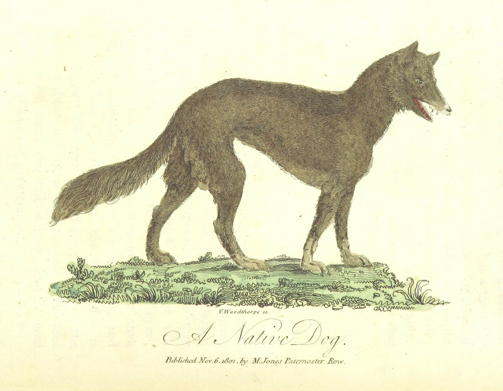 a color illustration of a brown and black dog standing on a patch of grass. the dog is facing right, with its mouth slightly open. the image has a vintage, handdrawn aesthetic.