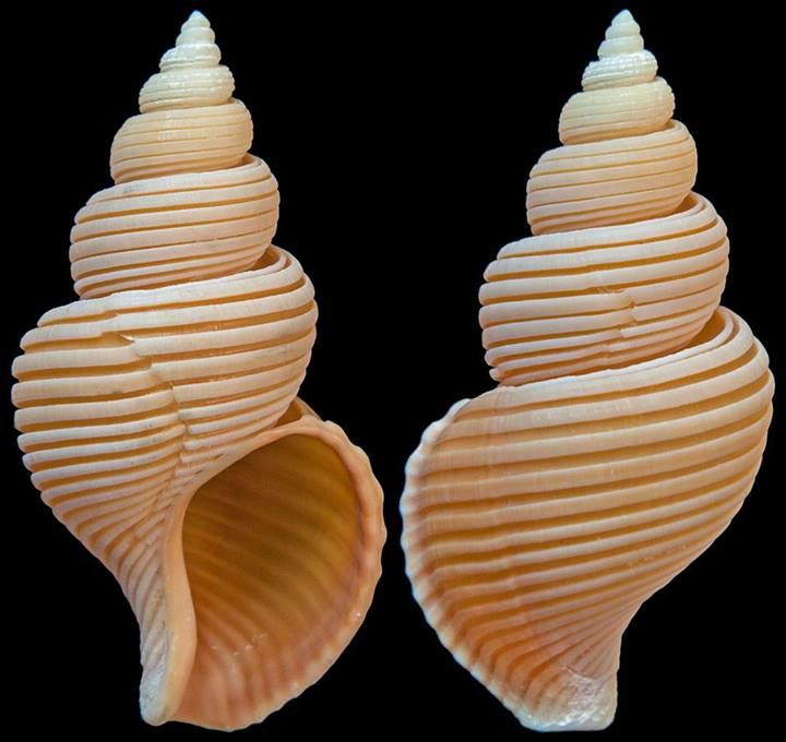 the image shows two seashell of spiral shape with ridges, presented against a black background. the shells are tan and offwhite in color. the image is taken as a closeup macro shot.