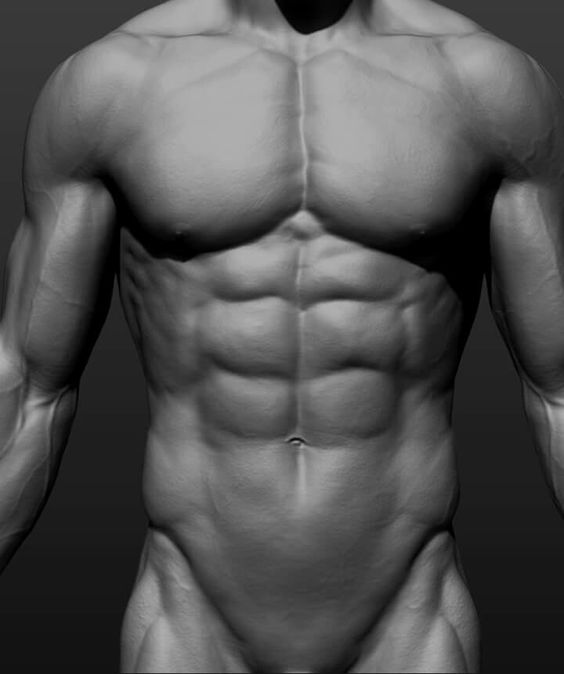 the image showcases a highly detailed grayscale 3d model of a muscular male torso. the model is welldefined, highlighting the intricate muscle groups of the chest, abdomen, and arms. the lighting is soft, creating smooth shadows and highlights that emphasize the contours of the body. the image appears to be a digital sculpture or a render from a 3d modeling software.
