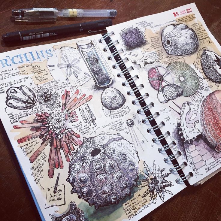 the image shows an open sketchbook filled with detailed pen and ink and watercolor drawings and notes on sea urchins (echinoids).  the pages feature various illustrations of sea urchins, focusing on their anatomy, including the aristotle's lantern (a complex jaw structure). there are also drawings of individual parts,  closeup views of their spines, and diagrams explaining their internal mechanisms.  the style is scientific illustration, but also has a personal, almost diarylike feel. the sketchbook contains text and annotations alongside the illustrations, suggesting that it’s a work in progress documenting observations and research on the subject.  pens and the date "20 jun 2017" are visible in the image.  a reference to slate pencil urchins from hawaii is also included.