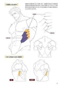 an image depicting anatomical drawings of a male torso, showcasing the muscle structure from various angles, including front, side, and back views. the sketches highlight specific muscle groups and their placement on the body, serving as a reference for artists.