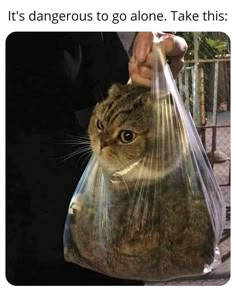 a cat in a plastic bag, with the text "it's dangerous to go alone. take this." above it. the cat is being held by a human hand, which is holding the bag. the cat is looking at the camera with a serious expression. the image is a meme, and is likely meant to be humorous.