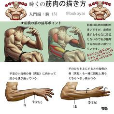the image is an anatomical art reference illustrating the musculature of the forearms, specifically focusing on how to draw them.  it features two male figures with exaggerated musculature, their skin partially flayed to reveal the underlying muscle structure. the text, written in japanese, provides instruction and tips on drawing arm muscles, with emphasis on the tendons and their relationship to hand movement. the overall style is stylized and somewhat cartoonish, aimed towards artists learning anatomy for drawing.
