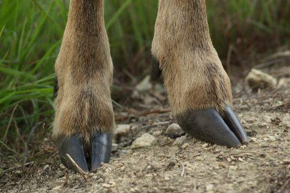 the image shows a closeup view of a deer's hooves standing on the ground. the hooves are black and pointed, and the deer's legs are covered in brown fur. the ground is dry and dusty, and there is some green grass visible in the background.