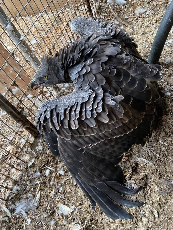 the image shows a gray eagle with layered feathers, spreading its wings in a cage. the eagle has a sharp beak, and its feathers appear to be ruffled. the cage is made of wire mesh. there are loose feathers and debris on the ground beneath the eagle.