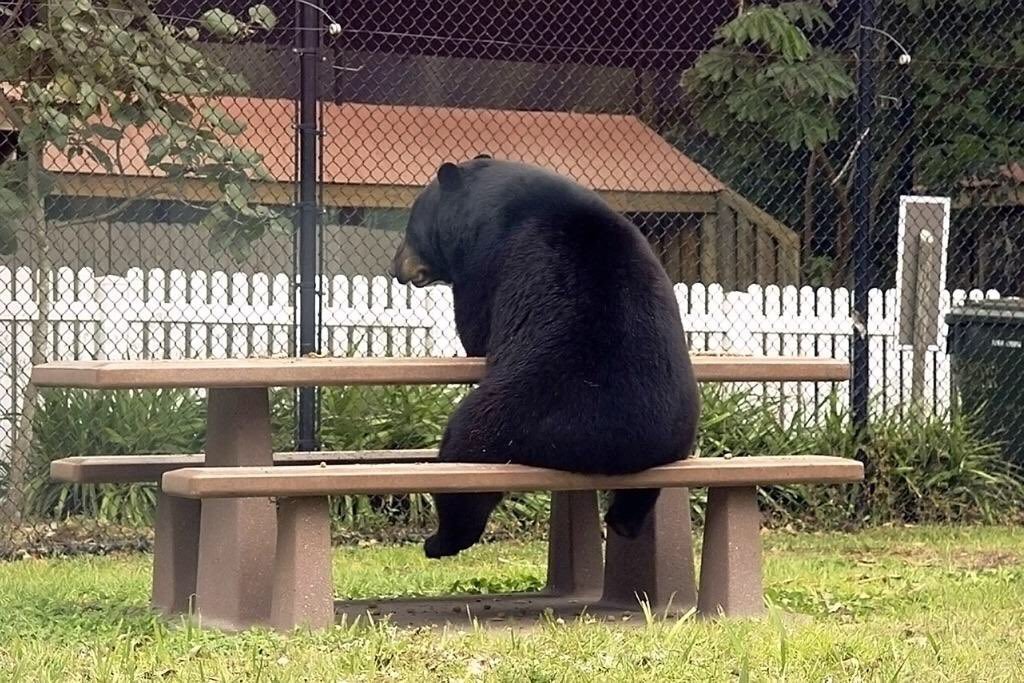 a black bear sits on a wooden picnic table in a park. the bear is looking at the camera, and its fur is very dark. the table is made of wood and has a brown stain. the bear is sitting on the bench part of the table. the table is set up in a grassy area. the bear is sitting on the bench. there are bushes and green grass surrounding the table.