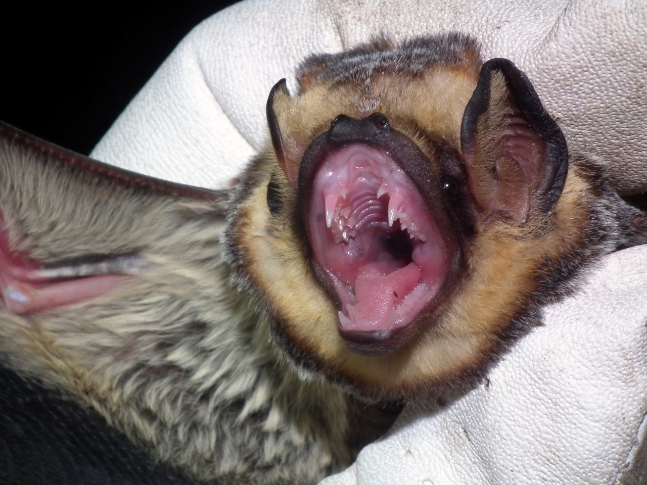 loseup image of a hoary bat (lasionycteris noctivagans) with its mouth wide open, showcasing its sharp teeth. the bat is being held gently in a white glove.  another bat's head and wing are partially visible in the foreground.  the image provides a detailed view of the bat's fur, which is a mix of grey, brown and black. the background is dark. the focus is sharp on the bat's face and teeth.
