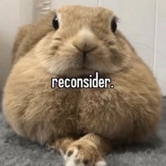 a close up portrait of a fluffy brown rabbit sitting with its front paws crossed, staring directly at the camera. it's fur is very soft and the rabbit is looking at the camera with a curious and slightly annoyed expression. the background is a plain white and there is a word bubble above the rabbit that says "reconsider."