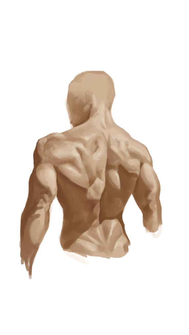 the image showcases a digital painting or rendering of a male torso from the back view.  the figure is highly muscular, with the artist clearly defining the individual muscle groups of the back, shoulders, and arms. the skin tone is a consistent light brown, and the style is realistic, emphasizing the anatomy and form of the human body. the lighting and shading provide a threedimensional effect, making the muscles appear strong and welldefined. the image is likely intended as a study of human anatomy or as a piece of figurative art.