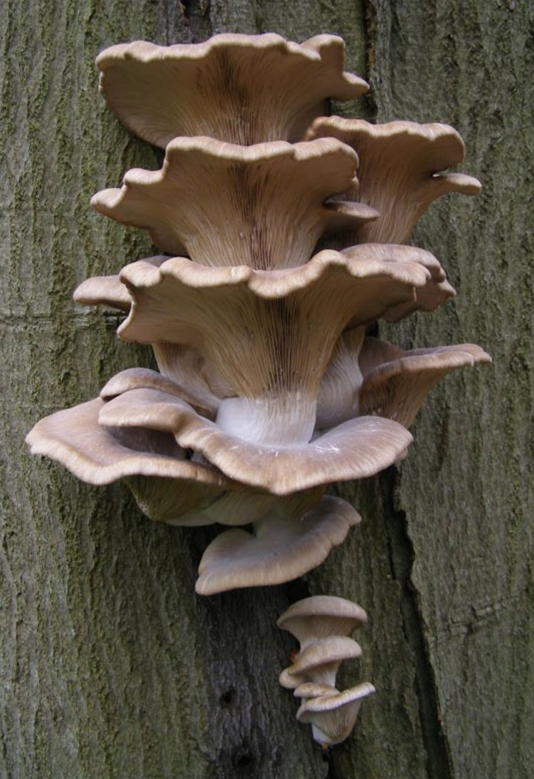 a cluster of oyster mushrooms growing on a tree trunk. the mushrooms are stacked on top of each other, with the largest one at the bottom. the tree trunk is rough and textured, with a bark that is brown and grey.  the mushrooms are brown and grey and have gills on the underside.