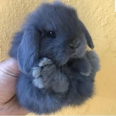 a closeup of a grey and blue bunny, with long fluffy ears and a soft, fuzzy coat. the bunny has its paws tucked in and is looking up at the camera with bright eyes. it's a small, adorable rabbit that looks very soft and cuddly.