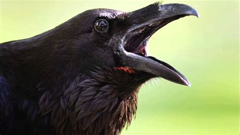 a close up image of a black crow's head with its beak open and looking angry. the crow is in focus and the background is blurred.