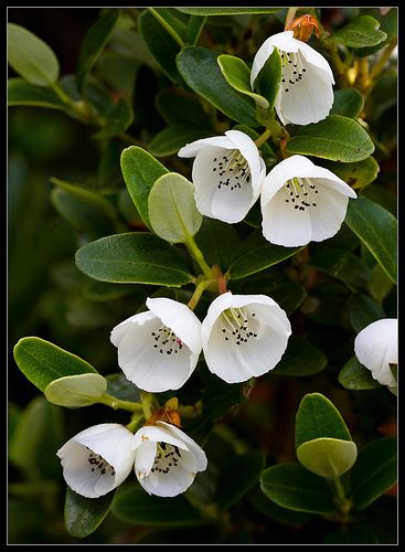 closeup view of seven pristine white flowers with delicate black markings at their centers, blooming amidst lush green foliage. the flowers, resembling miniature bells, are captured in sharp focus against a blurred background, showcasing their delicate beauty and the vibrant green hues of the surrounding leaves. the image evokes a sense of tranquility and freshness, highlighting the simple elegance of nature's creations.