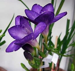 a closeup photo of a purple freesia in bloom. the flower is in a pot and there are green leaves surrounding it. the background is white.