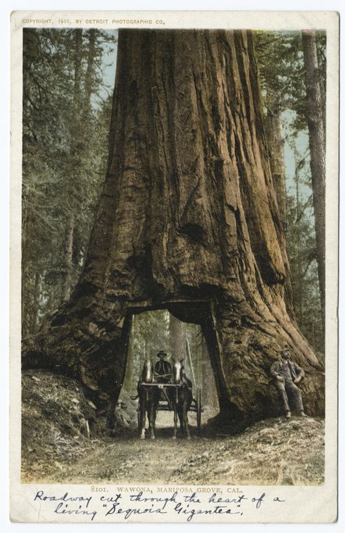 the image is a vintage postcard depicting the wawona tree in mariposa grove, california, featuring a horsedrawn carriage passing through a tunnel carved in the base of the giant sequoia gigantea. a man stands beside the tree, and the surrounding forest is visible. the postcard is copyrighted to detroit photographic co. in 1905.