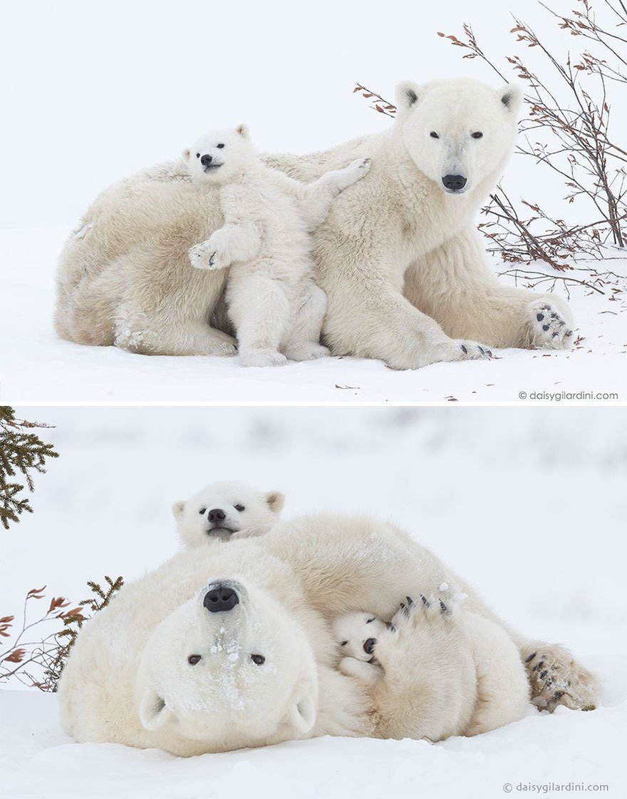 a mother polar bear and her cub play in the snow. the cub is standing on its hind legs and holding onto its mother's back, while the mother is lying on her side and smiling. the snow is pristine and white, and the background is a blur of white and gray.