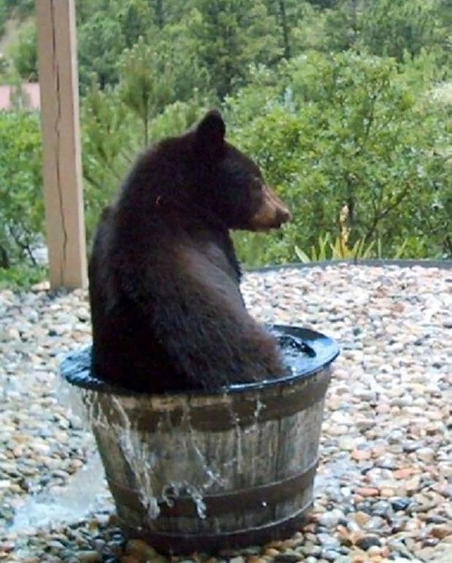 a black bear sits in a wooden tub filled with water to cool off in the summer heat.  the bear is soaking in the tub and looks happy.  it's a cute and funny image, showing the playful nature of animals.