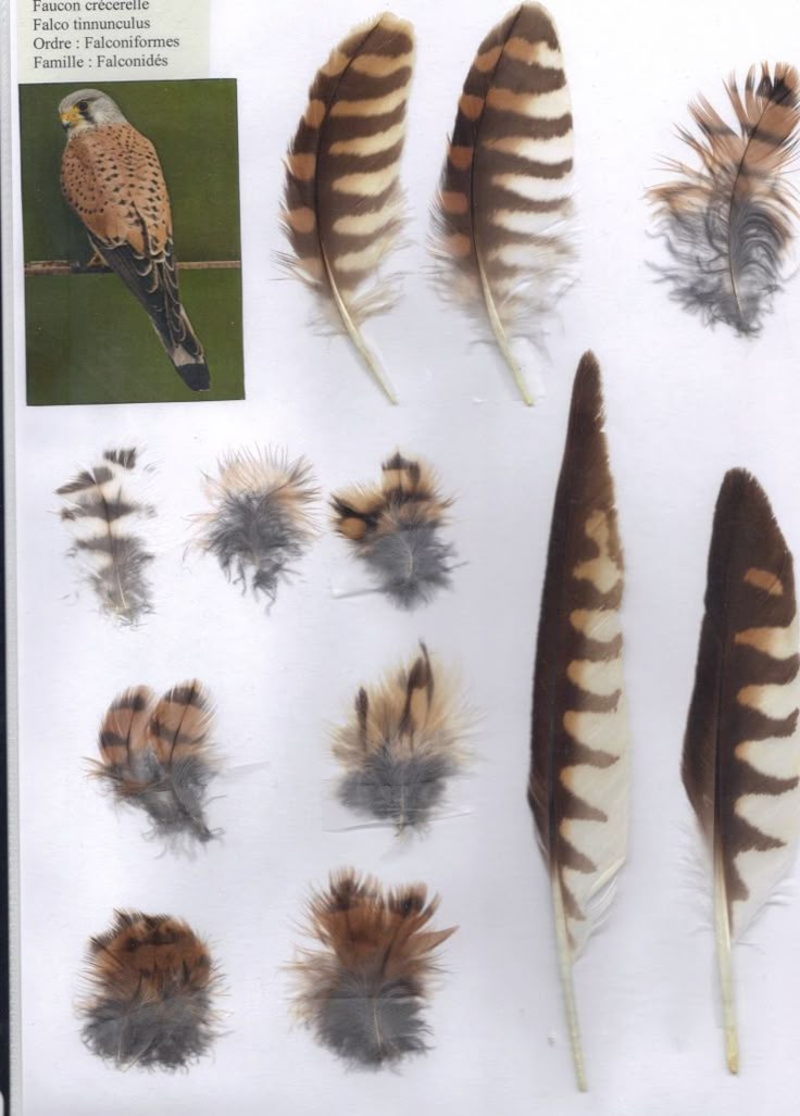 the image shows a collection of feathers, along with a picture of a kestrel bird. the feathers vary in size, shape, and color patterns, showcasing different parts of a bird's plumage. the kestrel picture provides a reference for the source of the feathers.